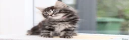 Mixed Breed cats for sale: 3 Lovely Kittens Ready to be Collected - Advert 6