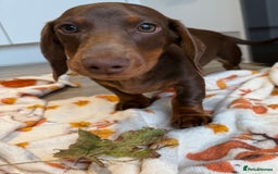 Miniature Dachshund dogs for sale: Perfect Miniature dachshund  - Image 12