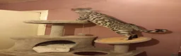 Bengal cats for sale: ✨Bengal Kittens Ready for Their Forever Homes✨ - Advert 18