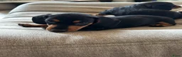 Dachshund dogs for sale: Miniature Dachshund Puppies Read Soon  - Advert 22