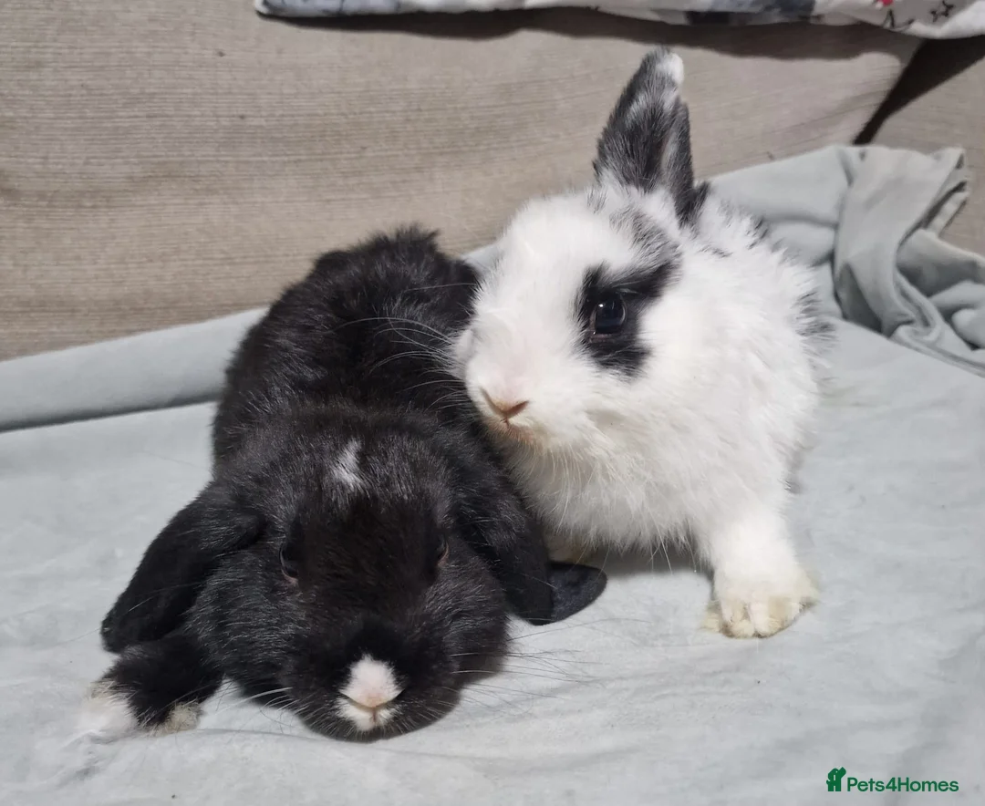 Mini Lop rabbits for sale: Two female mini lop baby rabbits ( sisters )  - Advert 7