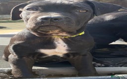 Cane Corso dogs for sale: Big Pure Cane Corso Puppies Ready Now!  - Image 11