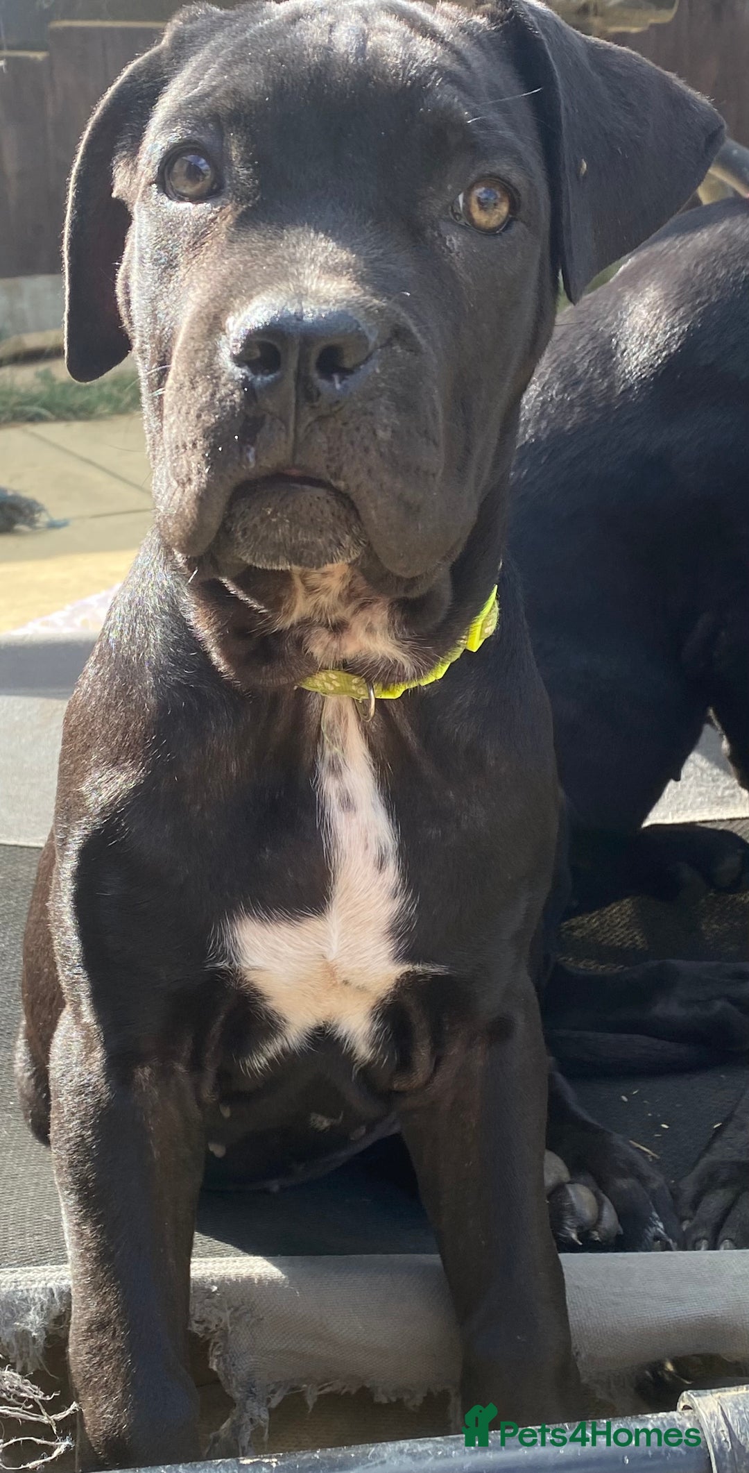 Cane Corso dogs for sale: Big Pure Cane Corso Puppies Ready Now!  - Image 11