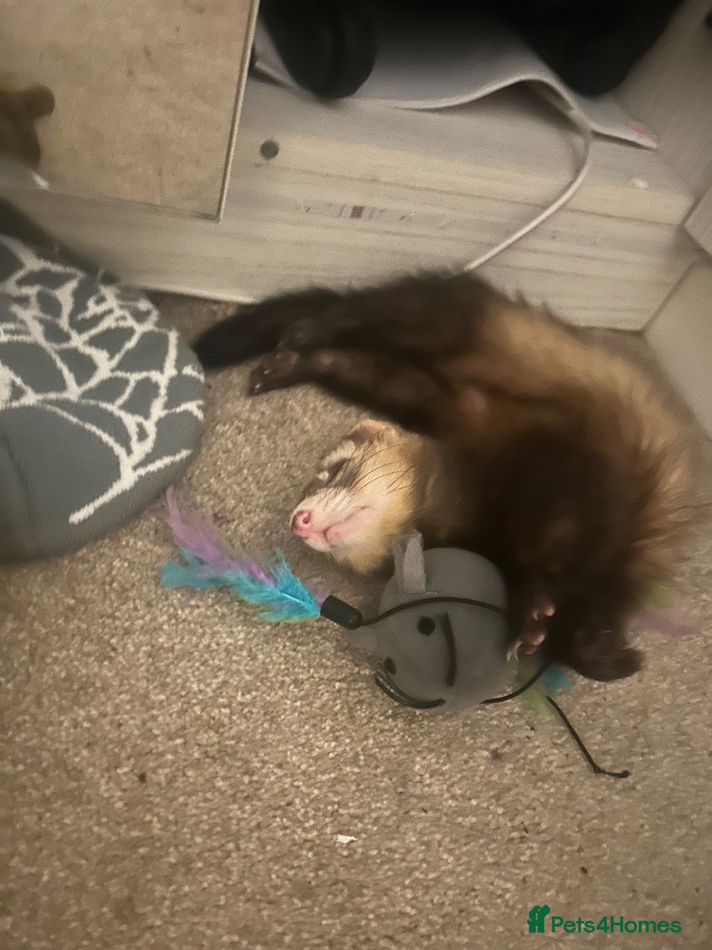 Ferret rodents Ricky and Enrique - Advert 1