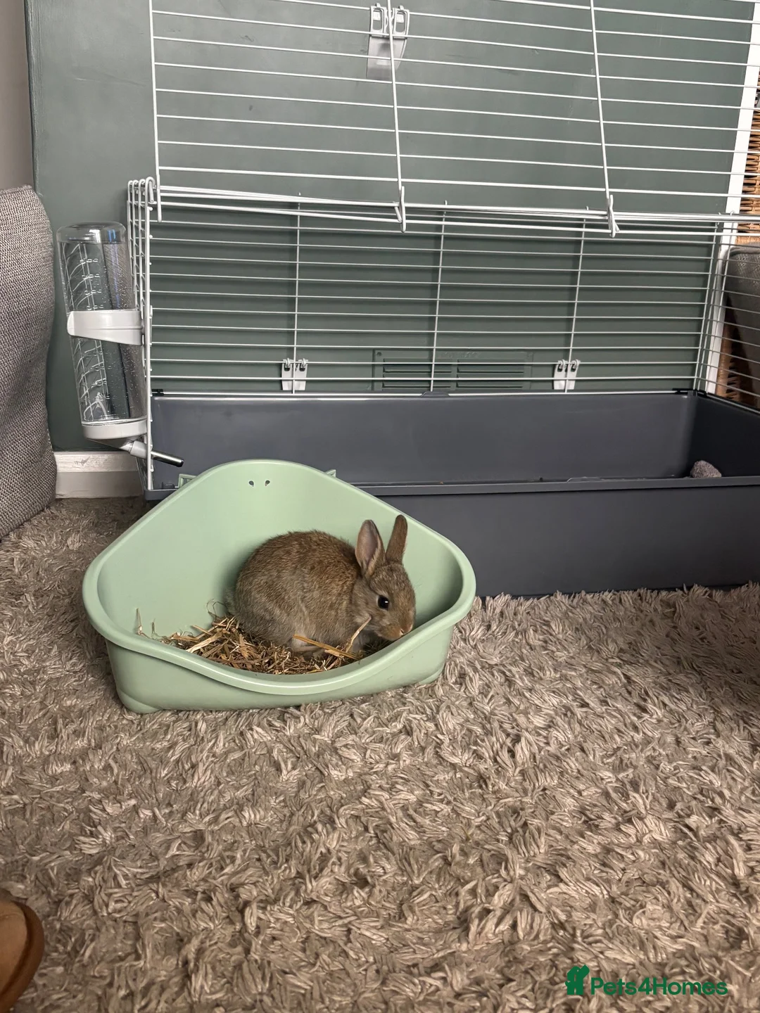 Netherland Dwarf rabbits for sale: Netherland Dwarf Rabbit - Advert 4
