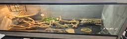 Bearded Dragon reptiles for sale: Bearded Dragon and set up - Advert 3