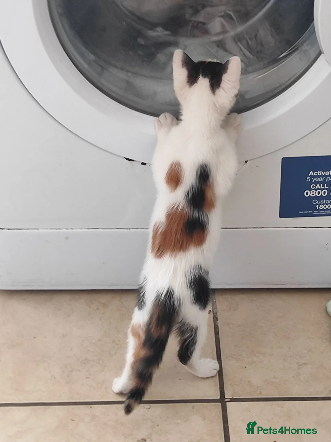 Mixed Breed cats for sale: Dora explorer looking for her forever home  - Advert 2