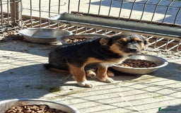 Mixed Breed dogs for adoption: Sherman - north Walsham Norfolk  - Image 2