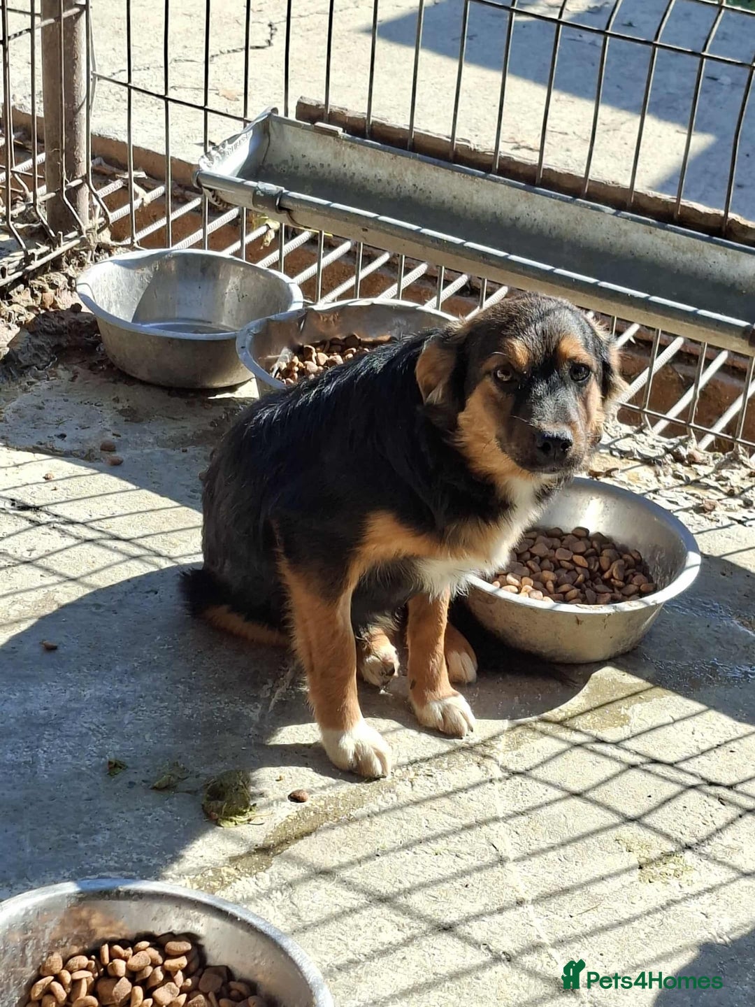 Mixed Breed dogs for adoption: Sherman - north Walsham Norfolk  - Image 2