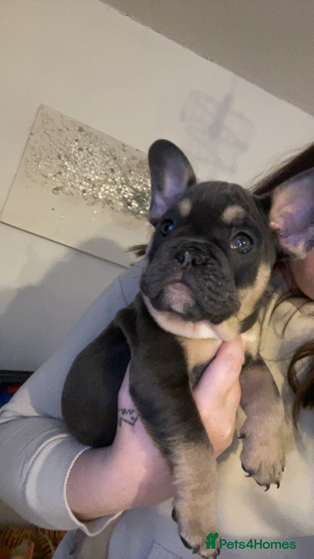 Mixed Breed dogs for sale: French bulldog/english bulldog puppies  - Advert 2
