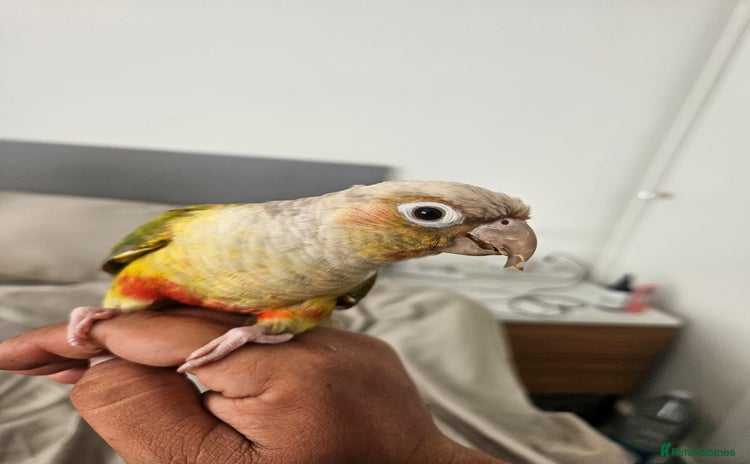 Conures birds - Advert 14