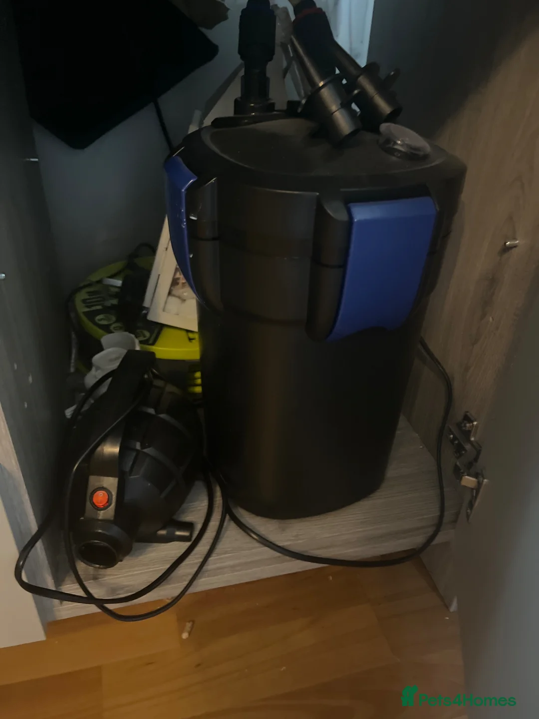 Axolotl reptiles for sale: Breading pair of axolotl  in Keighley - Advert 2