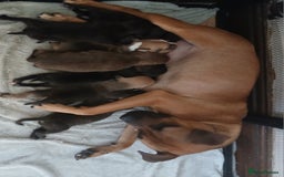 Staffordshire Bull Terrier dogs for sale: Beautiful staffy pups - Image 4