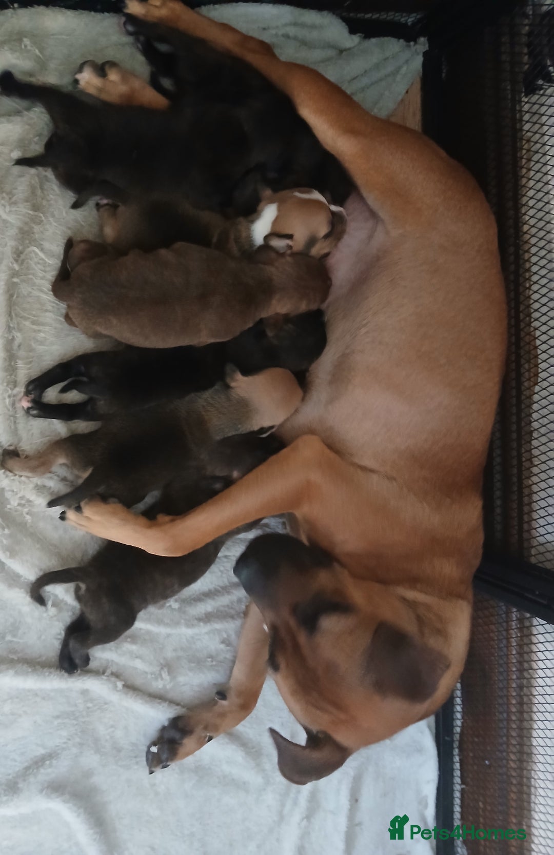 Staffordshire Bull Terrier dogs for sale: Beautiful staffy pups - Image 4