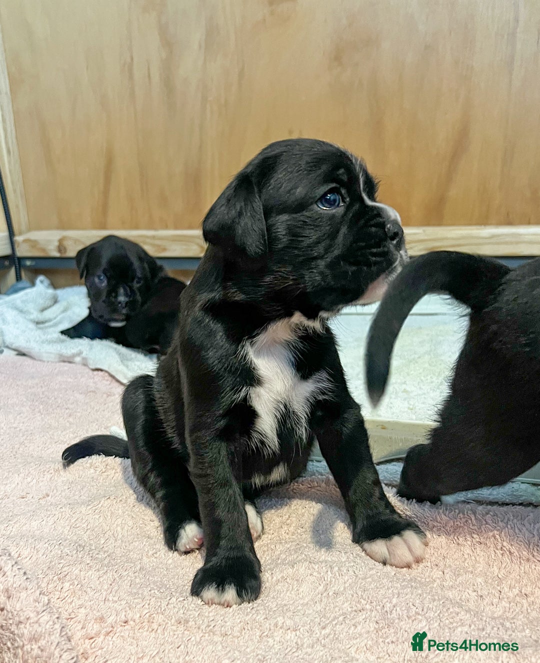 Boxer dogs for sale: Rare Beautiful KC registered puppies for sale  - Advert 15