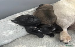 Pug dogs for sale: Adorable Pug Puppies Ready now! ❤️🐶🐾 - Image 4