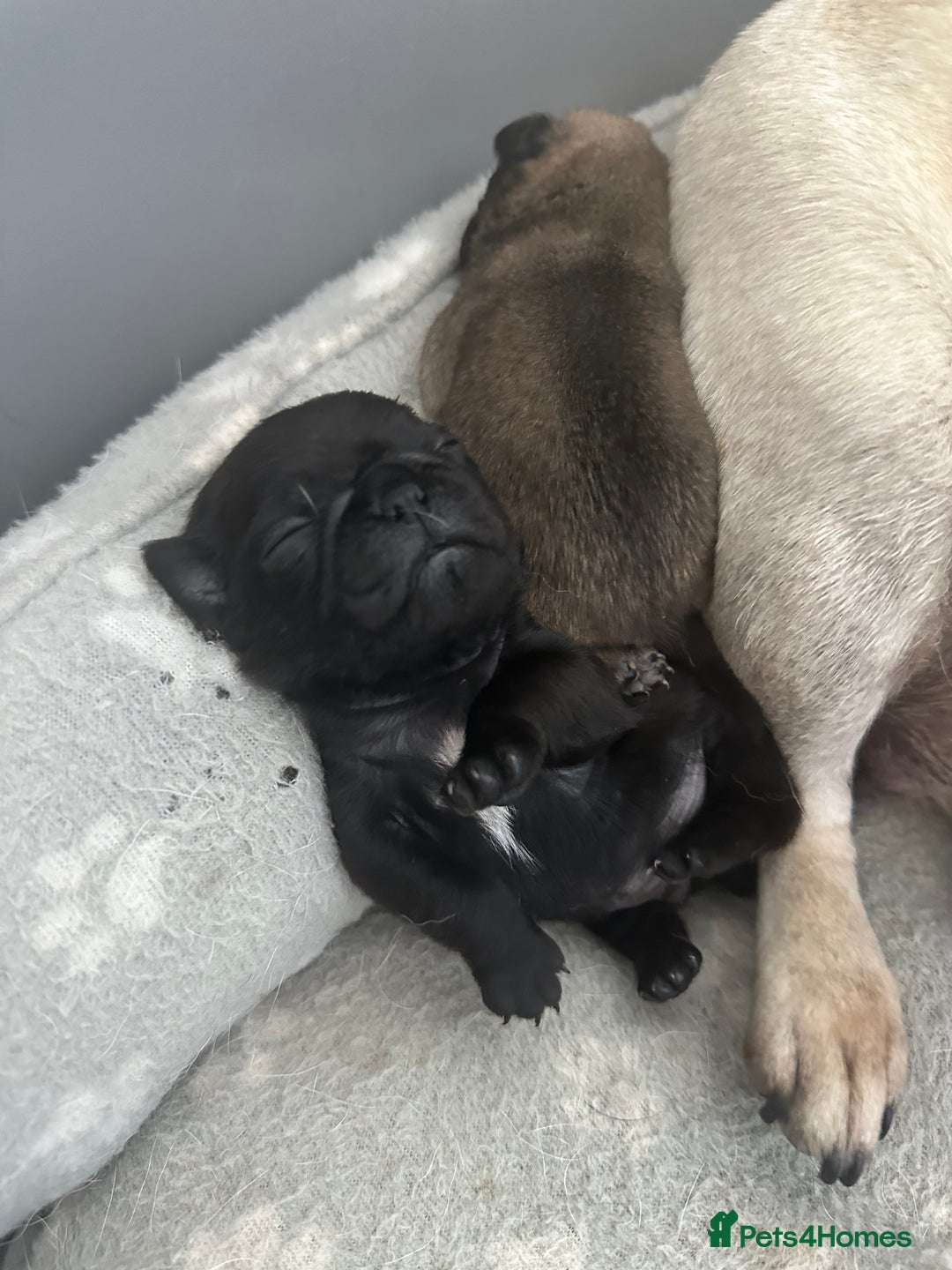 Pug dogs for sale: Adorable Pug Puppies Ready now! ❤️🐶🐾 - Image 4