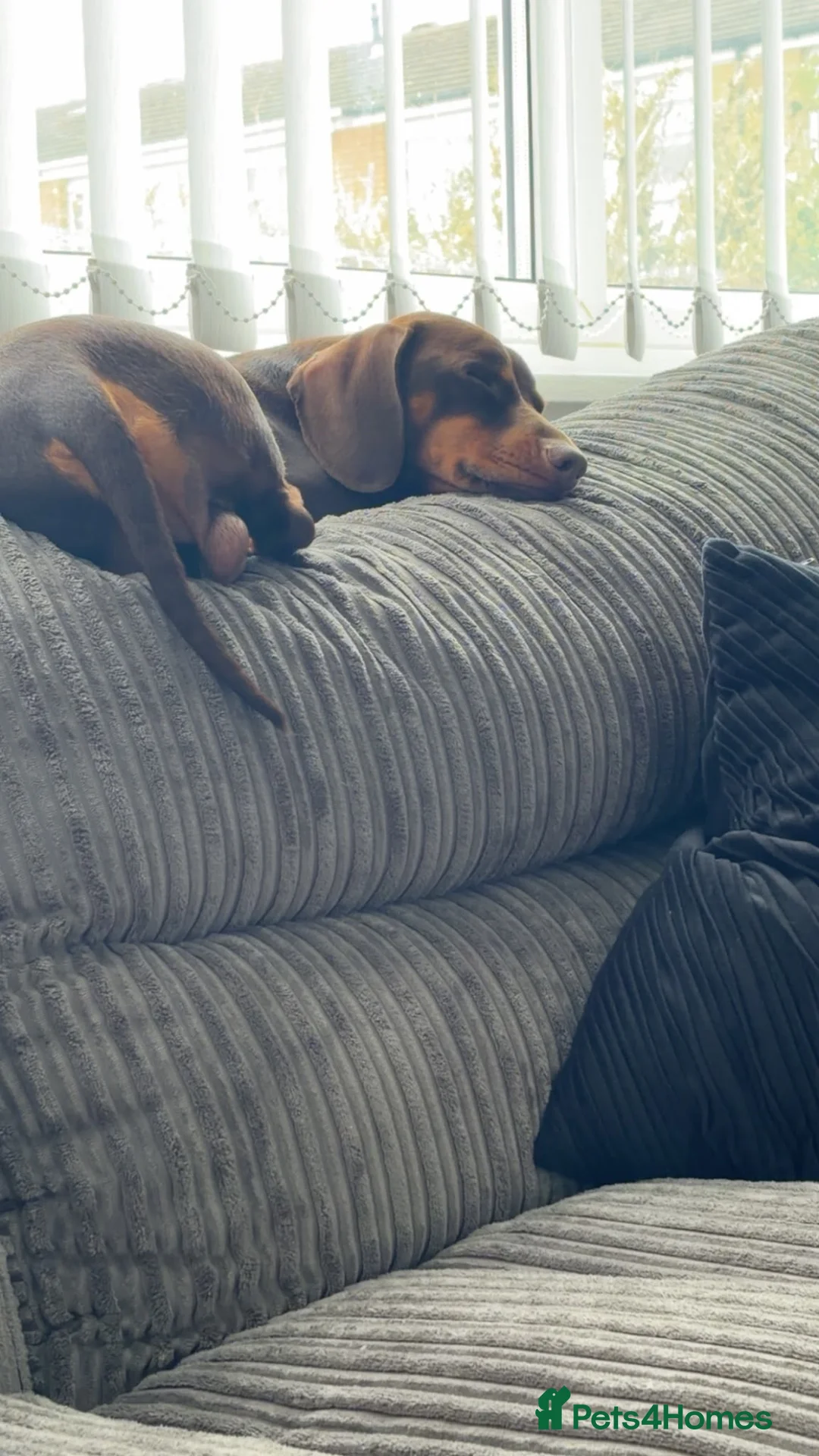 Miniature Dachshund dogs for sale: 2 year old miniature dachshund  - Advert 2