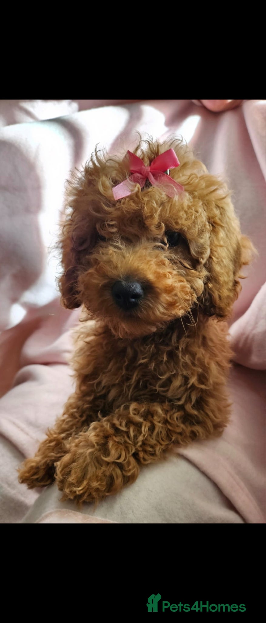 Cavapoo dogs Cavapoo female puppy  - Advert 9