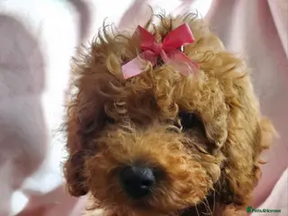 Cavapoo dogs Cavapoo female puppy - Advert 9