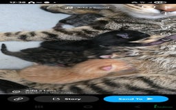 Bengal cats for sale: Bengal cross kittens - Image 6