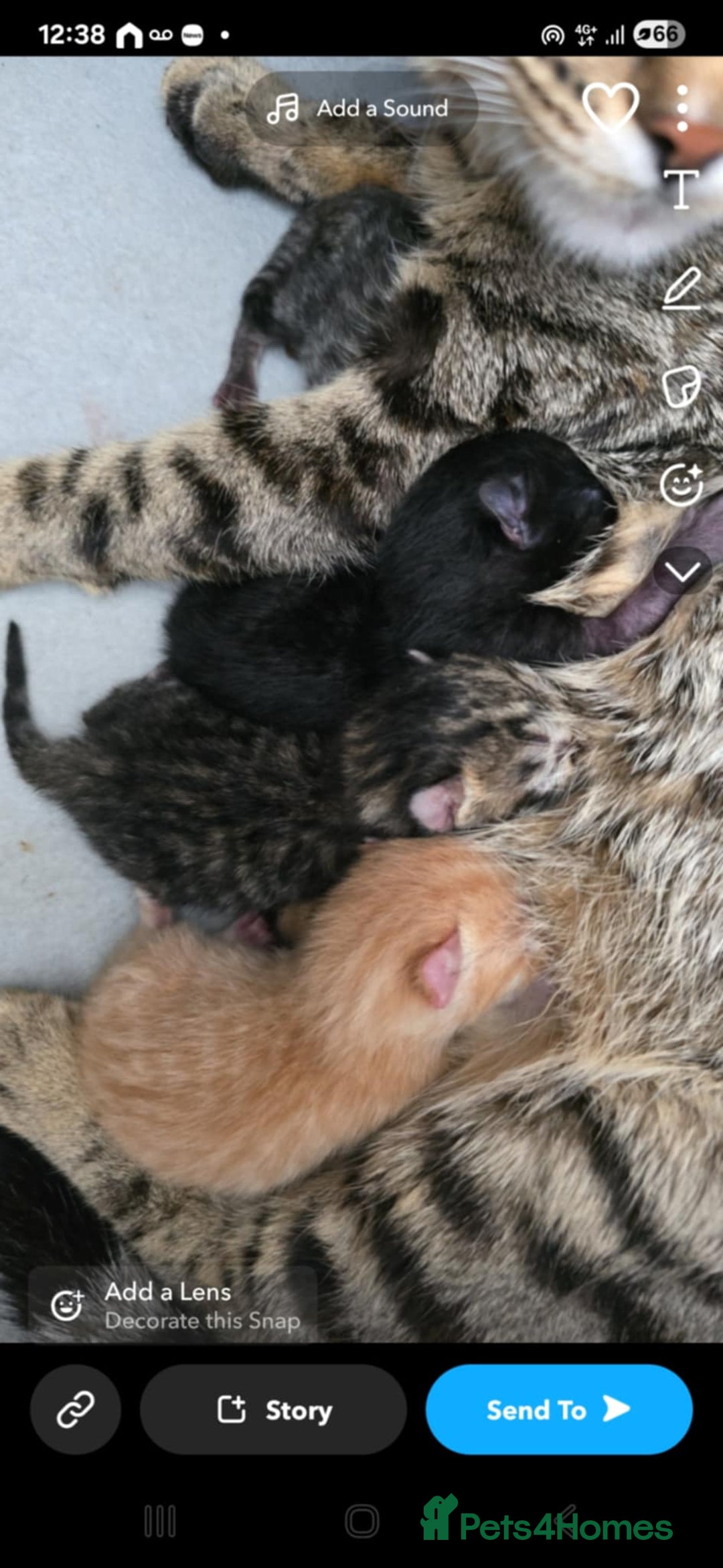 Bengal cats for sale: Bengal cross kittens - Image 6