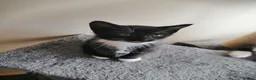 Mixed Breed cats for sale: Kitten - Advert 22