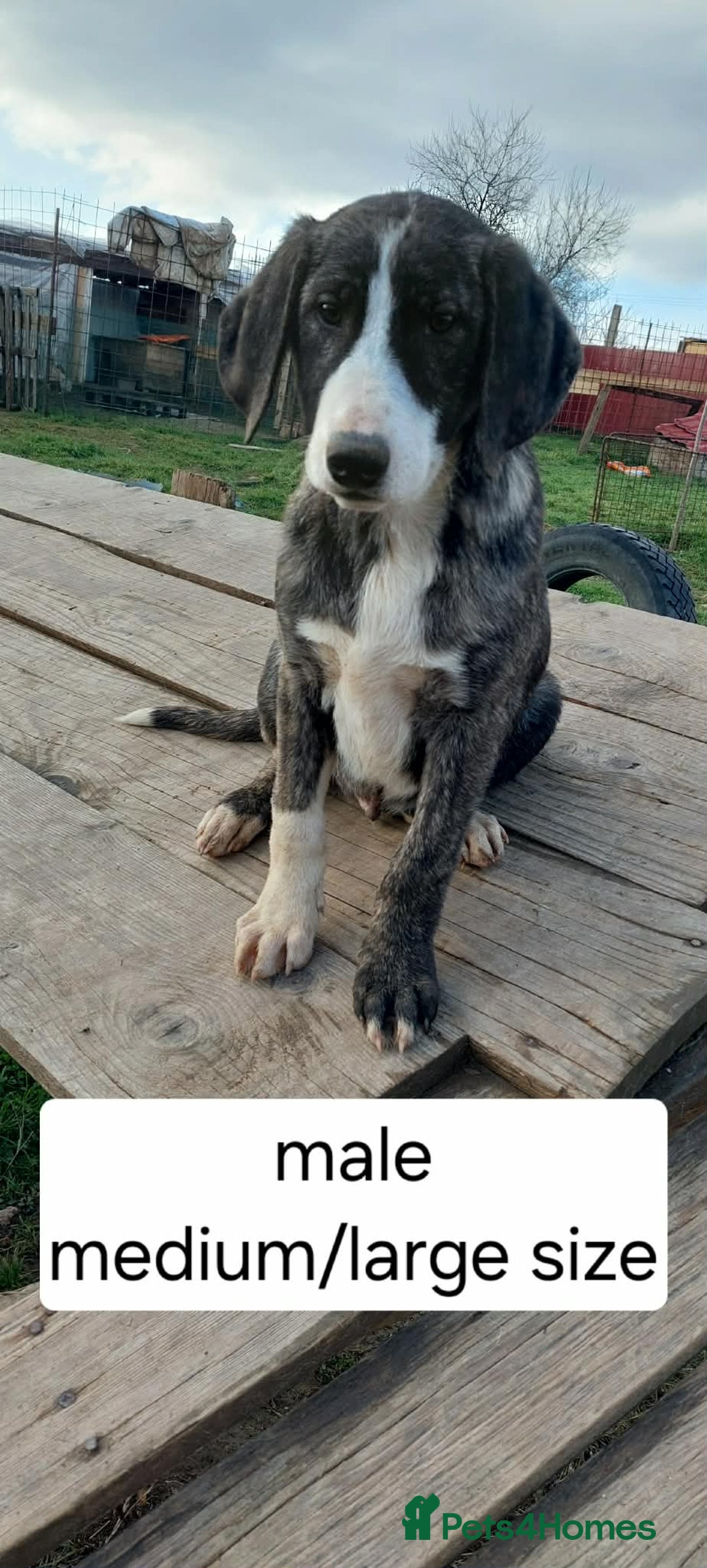 Mixed Breed dogs for adoption: 4.5 month male Macedonian rescue - Advert 4