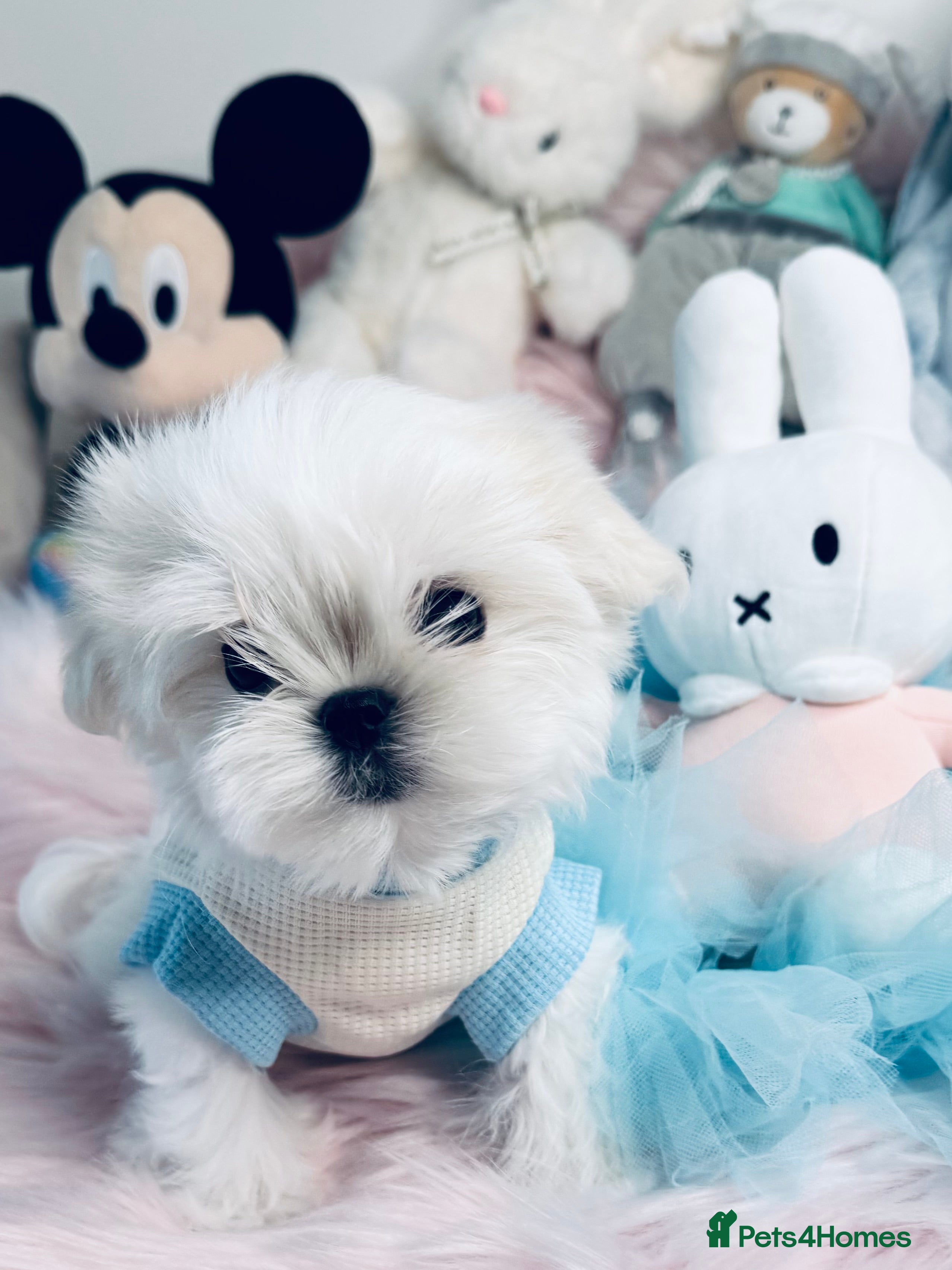 Maltese dogs Outstanding Quality Tiny  Maltese  - Advert 1