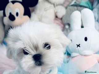 Maltese dogs Outstanding Quality Tiny Maltese - Advert 1