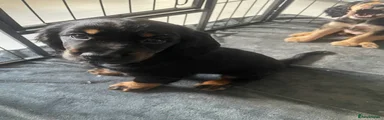 Cocker Spaniel 2