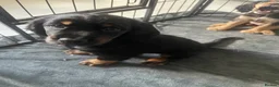 Cocker Spaniel dogs for sale: Cocker spaniel puppies  - Advert 33