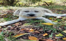 Mixed Breed dogs for adoption: Randolph, 2 - 3 yrs. Available for adoption. - Image 27