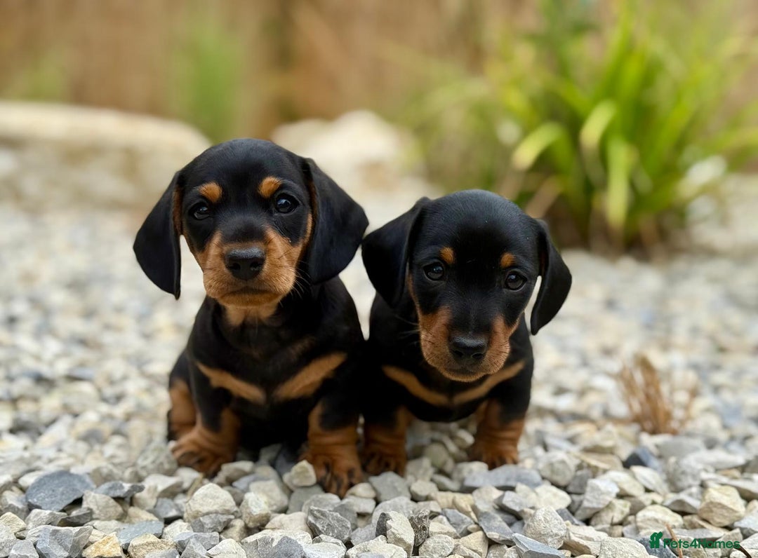 Miniature Dachshund dogs for sale: PRA clear super looking puppies - Image 12