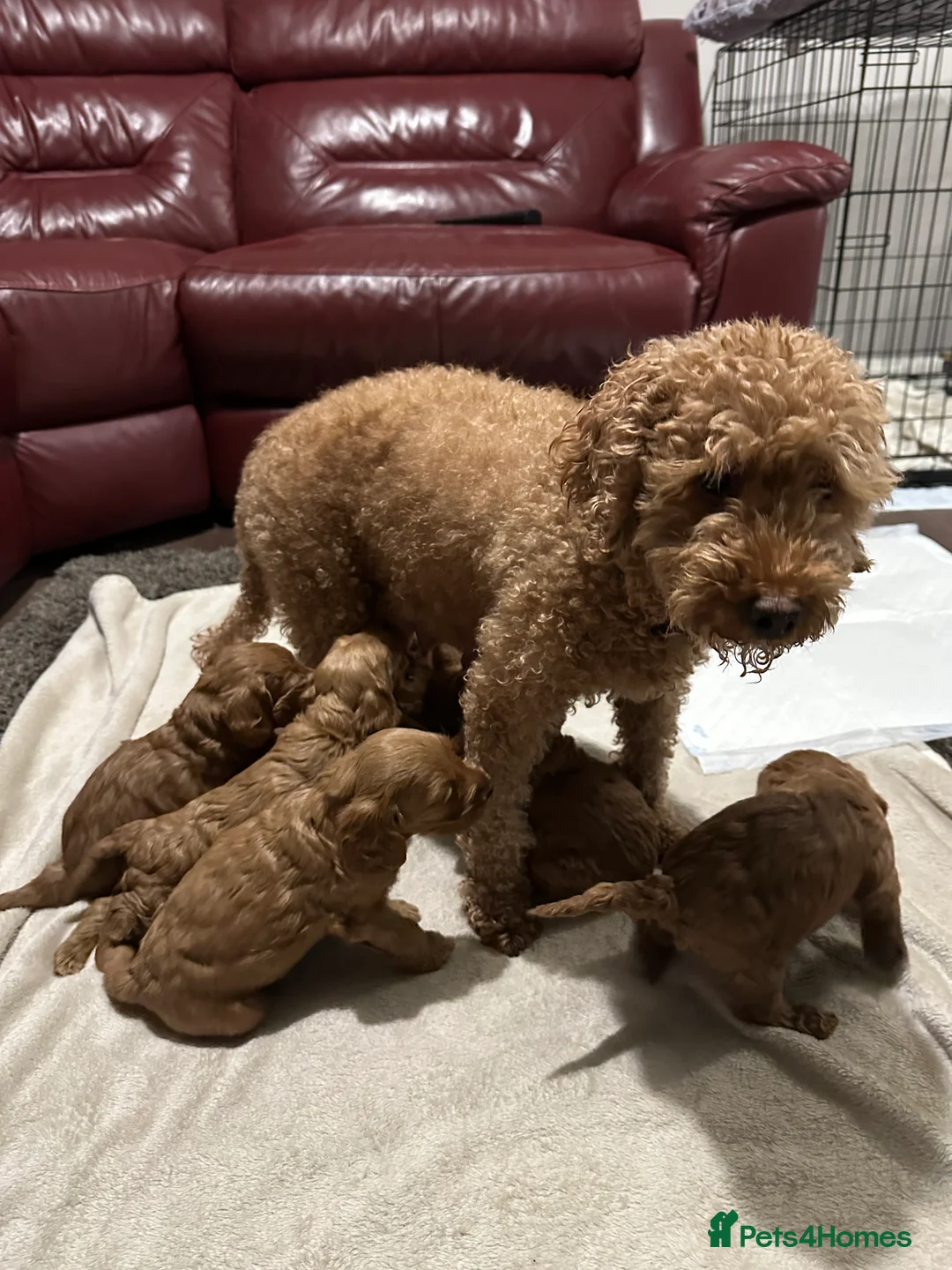 Cockapoo dogs for sale: 4left ready to leave 13th Feb - Advert 10