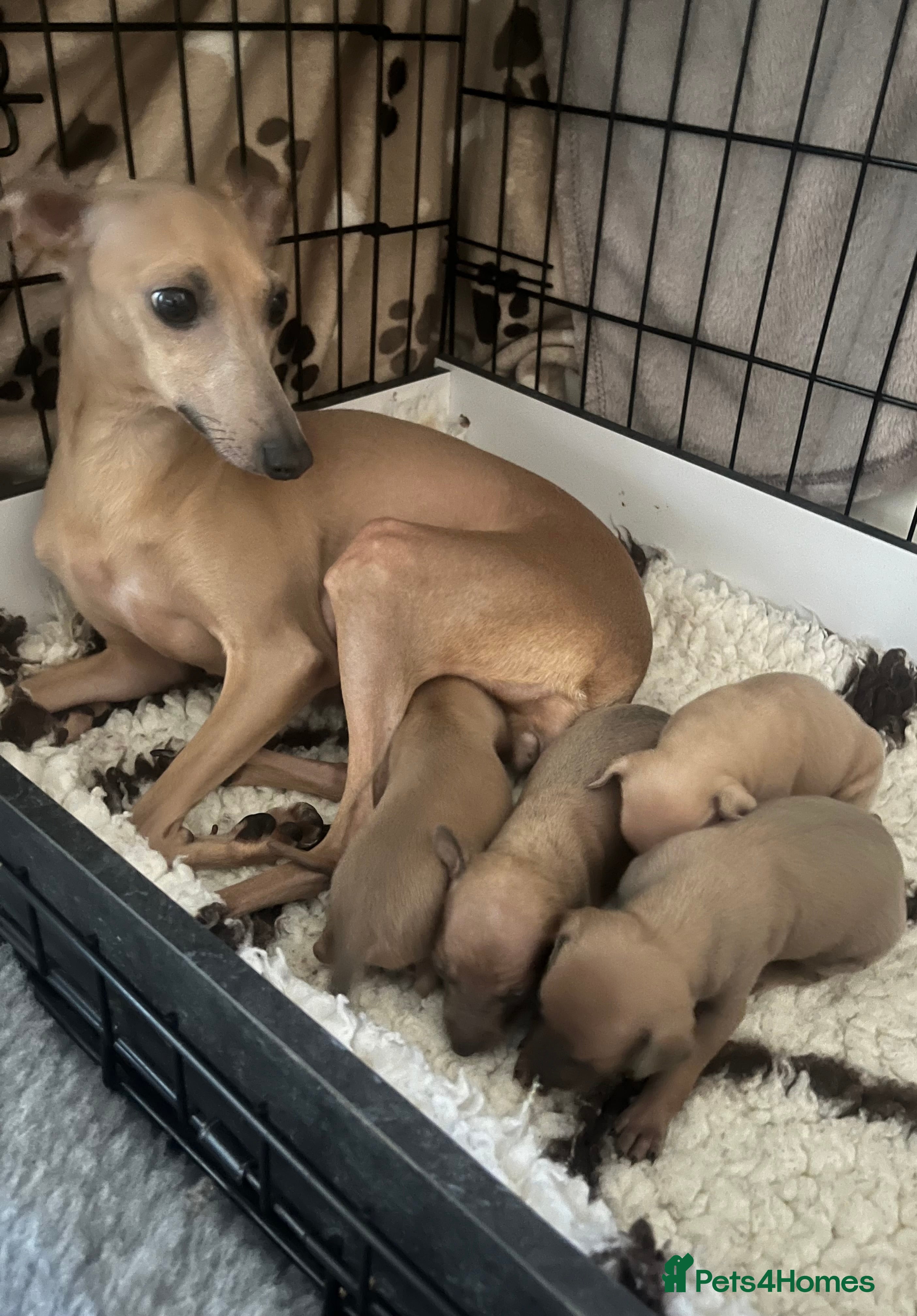 Italian Greyhound dogs Beautiful KC Registered Italian Greyhound Puppies  - Advert 1