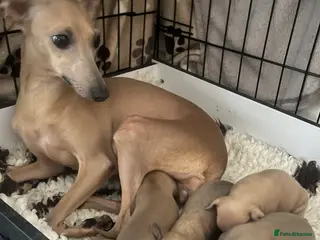 Italian Greyhound dogs Beautiful KC Registered Italian Greyhound Puppies - Advert 1