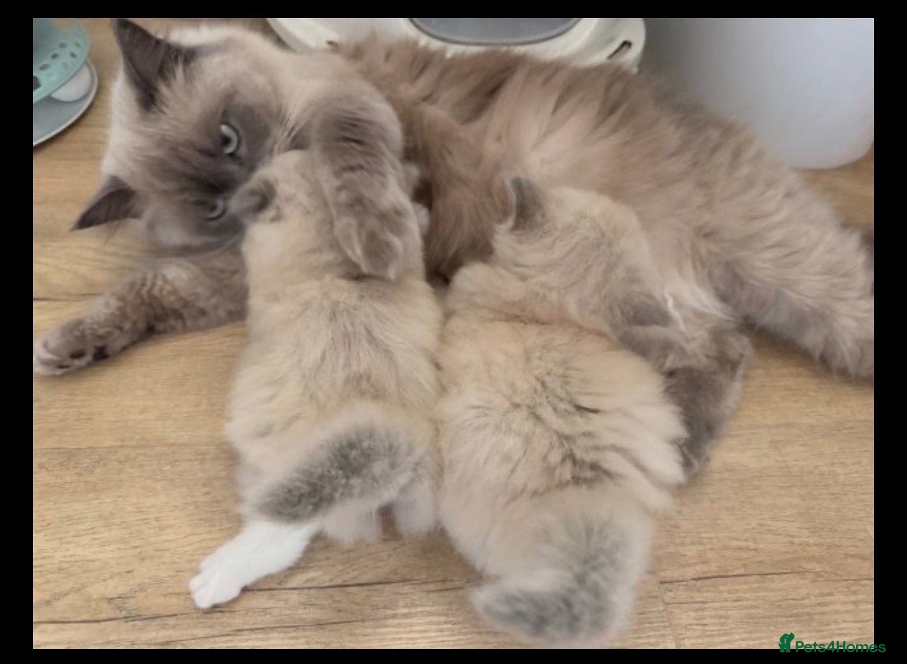 Ragdoll cats Stunning Blue mink ragdoll kittens! - Advert 1