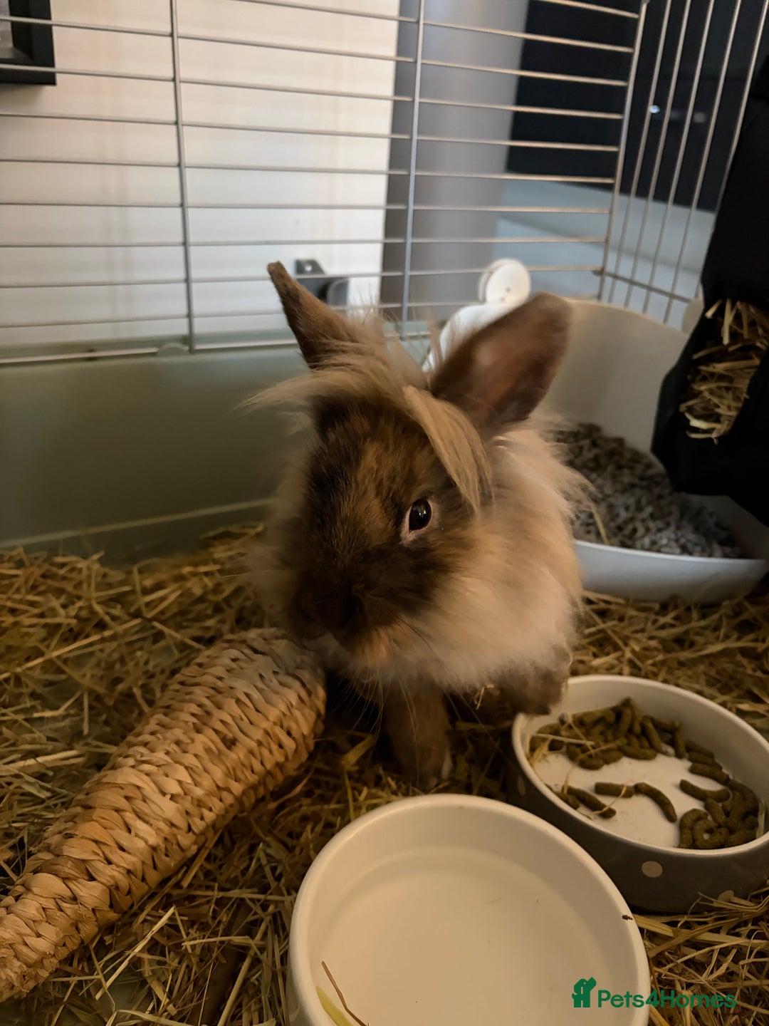 Mini Lion Lop rabbits for sale: Lion lop male  - Advert 4