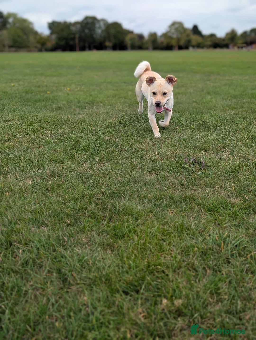Mixed Breed dogs for adoption: Gwenie  - Advert 5