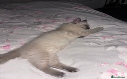 Ragdoll cats for sale: READY TO LEAVE Purebred ragdolls - Image 39