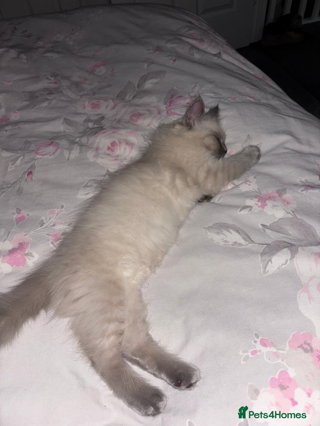 Ragdoll cats for sale: READY TO LEAVE Purebred ragdolls - Image 39