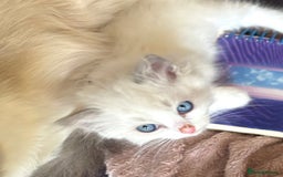 Ragdoll cats for sale: Ragdoll Kittens ready now* - Image 18