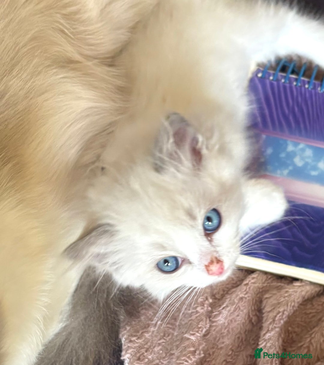 Ragdoll cats for sale: Ragdoll Kittens ready now* - Image 18