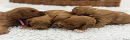 Cavapoo dogs for sale: F1 Health Tested Toy Cavapoos - Advert 8