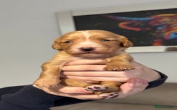 Cocker Spaniel dogs for sale: Red Cocker Spaniel Puppies - Image 30
