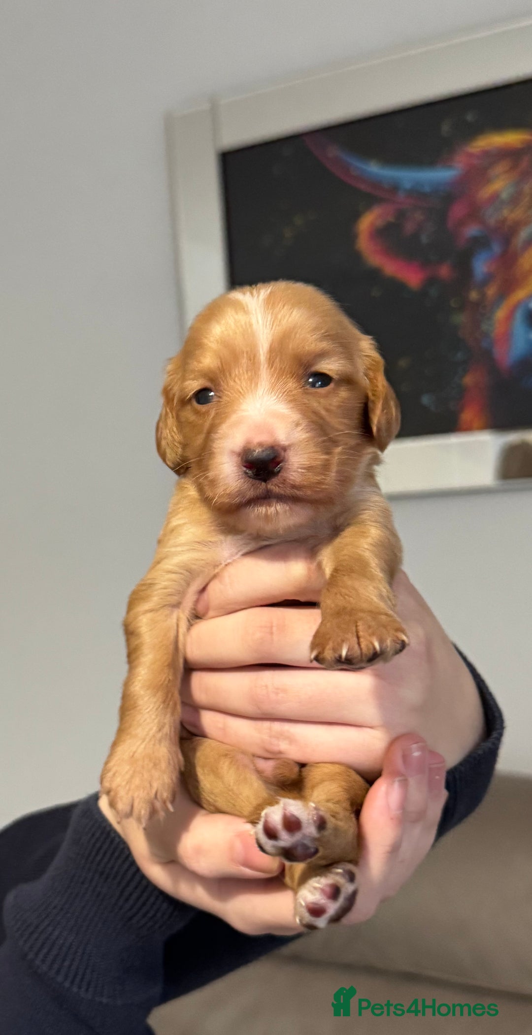 Cocker Spaniel dogs for sale: Red Cocker Spaniel Puppies - Image 30