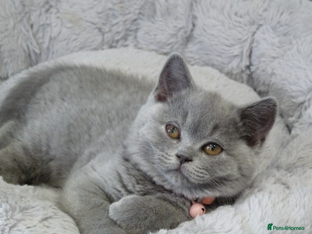 British Shorthair cats for sale: four beautiful british shorthair kittens for sale - Advert 22