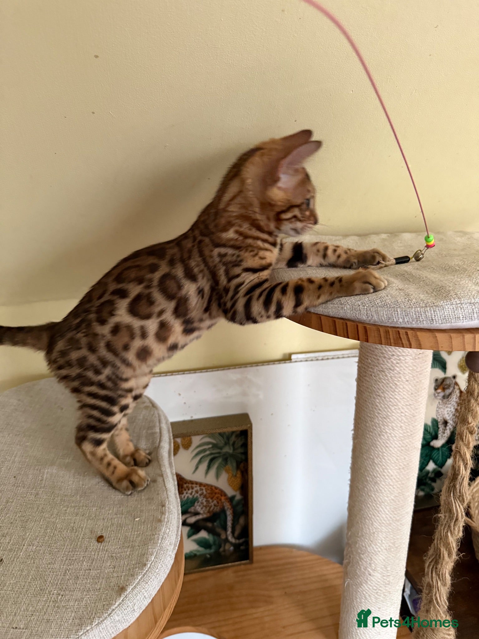 Bengal cats TICA Registered 🐆 Bengal kittens - Advert 15