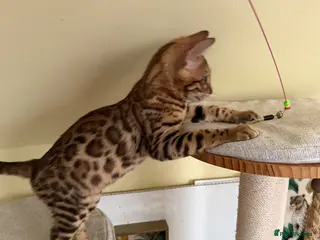 Bengal cats TICA Registered 🐆 Bengal kittens - Advert 2